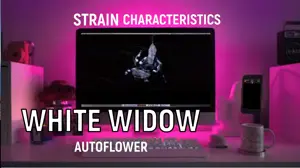 White Widow Autoflower Marijuana Seeds Strain Characteristics Sonoma Seeds