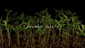 Trailer - Dare to Grow Series | What it takes to make it in the legal cannabis industry
