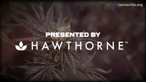 Pheno Hunting Exotic Cannabis Strains with Pheno Hunter S. Thompson - Deep Roots: Pheno Exotic