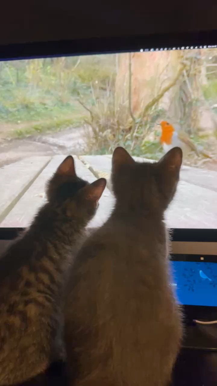 Cat TV