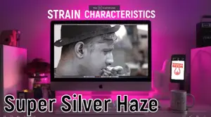 Super Silver Haze CBD Marijuana Seeds Strain Characteristics Sonoma Seeds