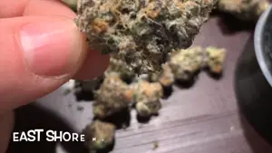 Strain Review : ACDC : Flower : SunMed Growers